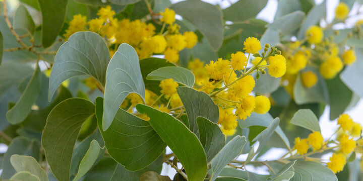 Acacia dunnii - Northern Territory Wattle