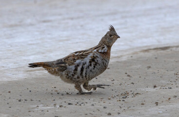 Side view of a Ruffed Grouse walking on a snow covered gravel road outdoors during winter.