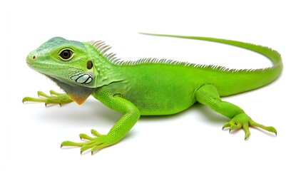 Fototapeta premium Detailed Macro Shot of a Green Lizard in a Natural Pose on a White Background