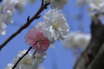 ひな祭りに飾る花