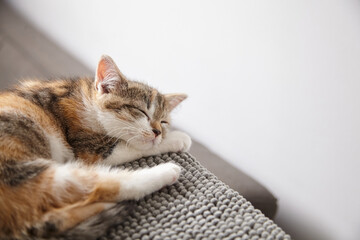 A small calico kitten with white, brown, and black fur sleeps curled up on a gray knitted blanket, its head resting on its paws in a cozy, peaceful scene