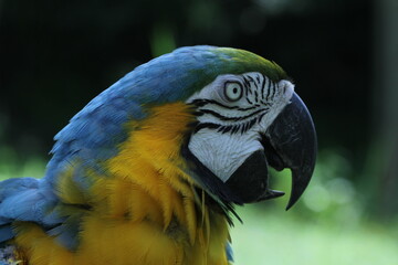 blue and yellow macaw ara © Ima