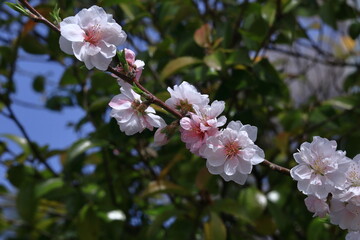 ひな祭りに飾る花