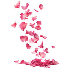 pink rose petals flying on air, white background