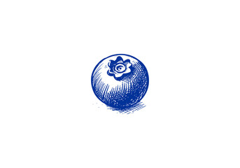 Blueberry Hand Drawn Sketch Illustration Vector Isolated
