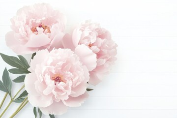 Beautiful pink peonies arranged elegantly against a light background in a serene setting for a spring celebration