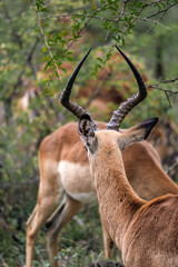 impala lyre horns, African black-footed antelope. Kruger National park, South Africa