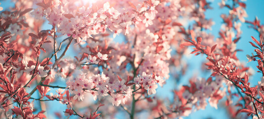 blossomong cherry tree at morning sunlight, amazing nature macro scene	