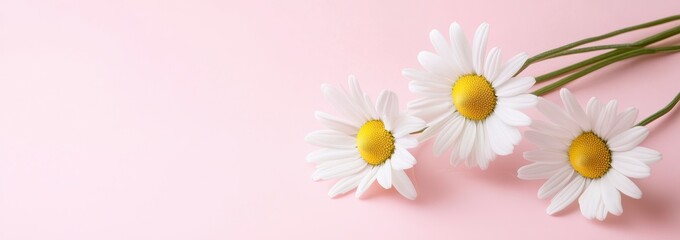 Obraz premium Daisies on Pastel Backdrop