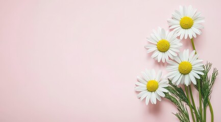 Daisy Blooms on Pink