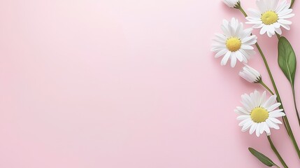 Fototapeta premium Daisies on Pastel Pink