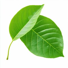 Green Leaf Pair Closeup View
