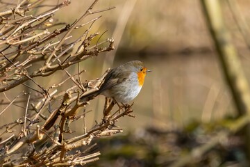 European Robin Perched on a Branch