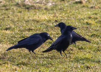 Three Crows Foraging on Grass