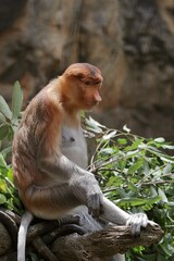 Naklejka premium 座ったメスのテングザルのポートレート