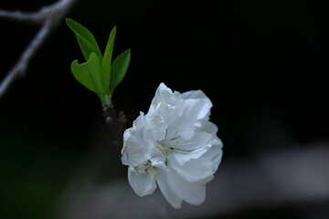 ひな祭りに飾る花