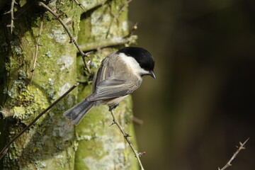 willow tit (Poecile montanus) © sundodger