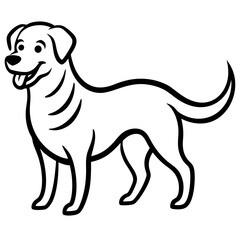 black labrador retriever