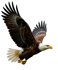 Fototapeta premium Bald Eagle in Flight with transparent background
