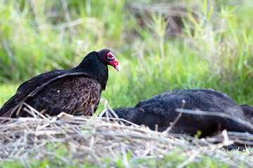 Turkey vulture (Cathartes aura) feeding on the carcass of a feral hog / feral pig in Myakka River State Park in Florida.