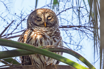 Barred owl (Strix varia) in southwest Florida