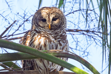 Barred owl (Strix varia) in southwest Florida