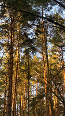 autumn in the forest