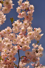 cherry tree blossom