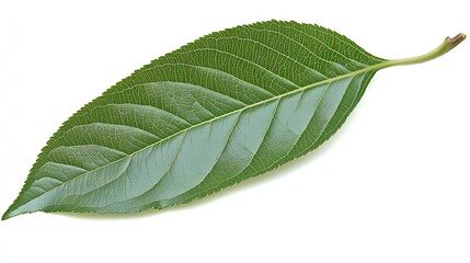 Fototapeta premium Detailed Closeup of a Fresh Green Leaf with Veins and Texture Isolated on a White Background