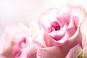 Obraz premium Pink roses bouquet with free space for text. copy space