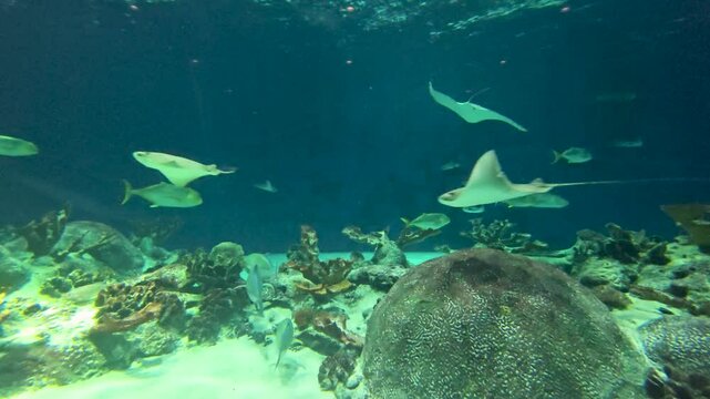 footage of  beautiful fish and stingrays swimming in a tank at OdySea Aquarium in Scottsdale Arizona USA