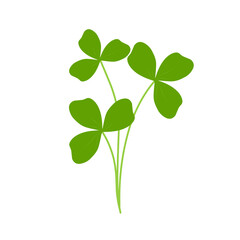 Illustration of green clover plant 
