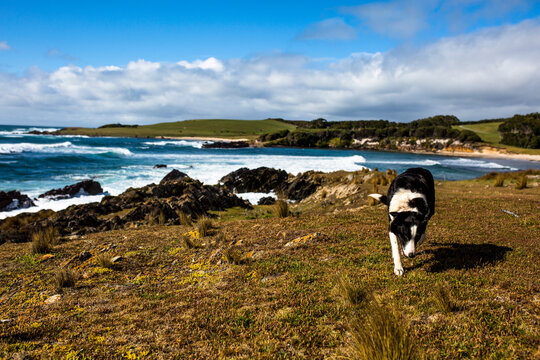A friendly border collie sheep dog on the shoreline of King Island
