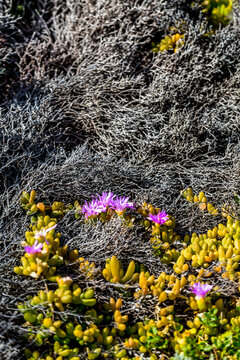 Pigface grass with pink flowers blooming in the sun