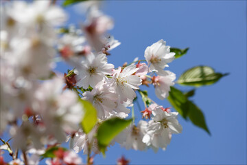cherry blossoms in the garden