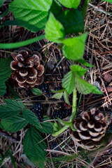 Pine cones and wild blackberries on a forest ground covered in pine needles