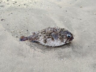 A stranded pufferfish on the sandy shore