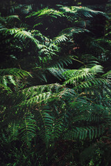 Ferns in the deep forest shadow