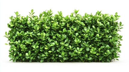 Green Plant Bush Block, Isolated on White