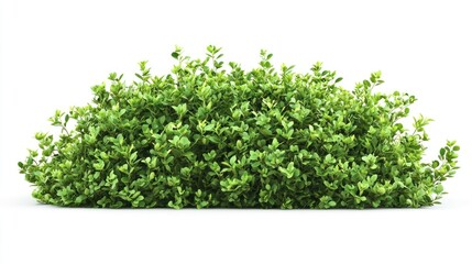 Obraz premium Green Plant Bush Block, Isolated on White