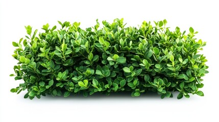 Fototapeta premium Green Plant Bush Block, Isolated on White