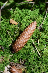 Long pine cone on a mossy forest ground