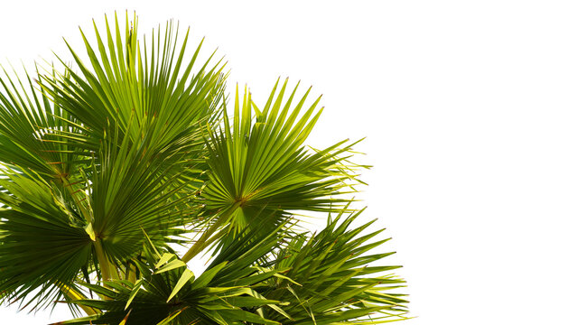 tropical palm leaf isolated on white background