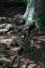 Old pine tree roots in the forest