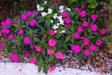 pink flowers in a garden