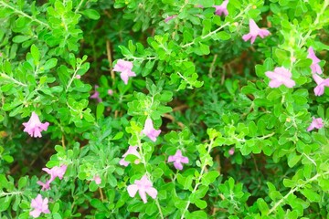 pink flowers in the garden