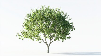 Obraz premium Bright Green Tree, Isolated on White