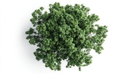 Obraz premium Bright Green Tree, Isolated on White