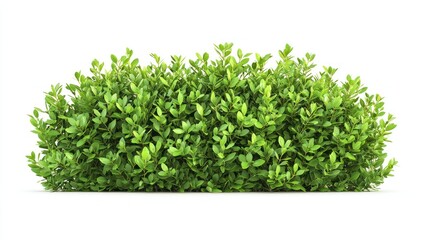 Obraz premium Symmetrical Green Bush, Isolated on White