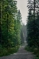 Obraz premium Winding footpath through tall pine tree forest in the morning